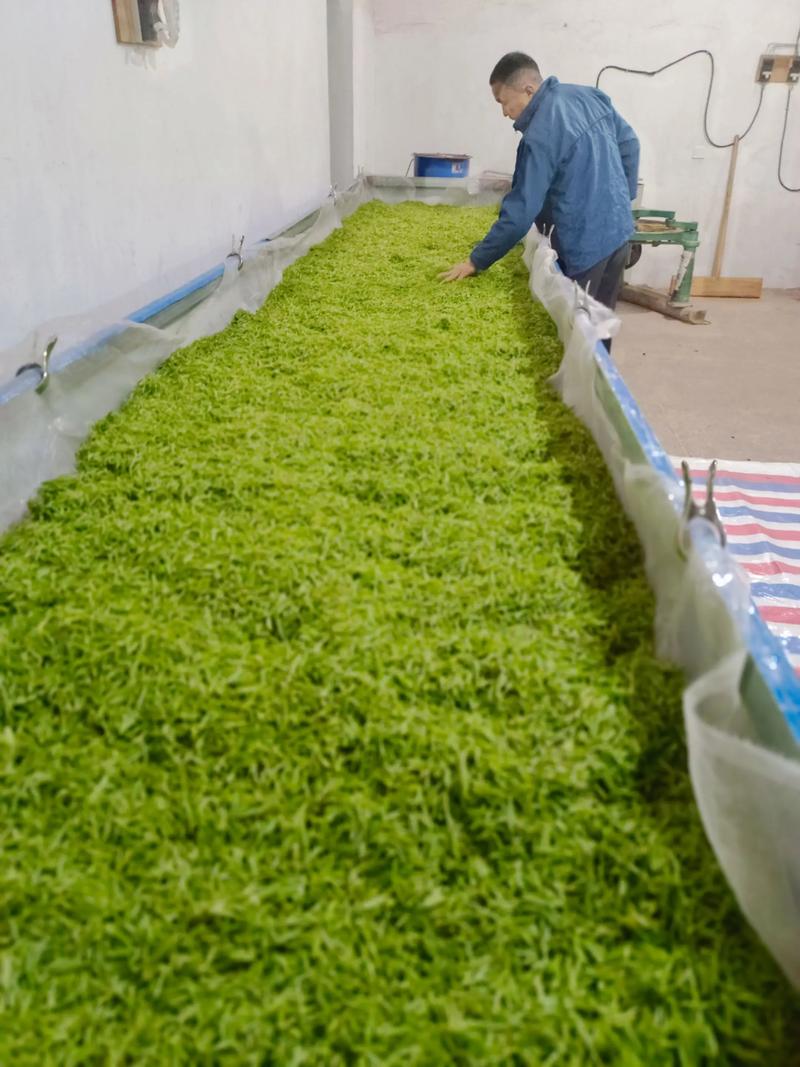 品湖北茶香，选优质茶叶厂家攻略