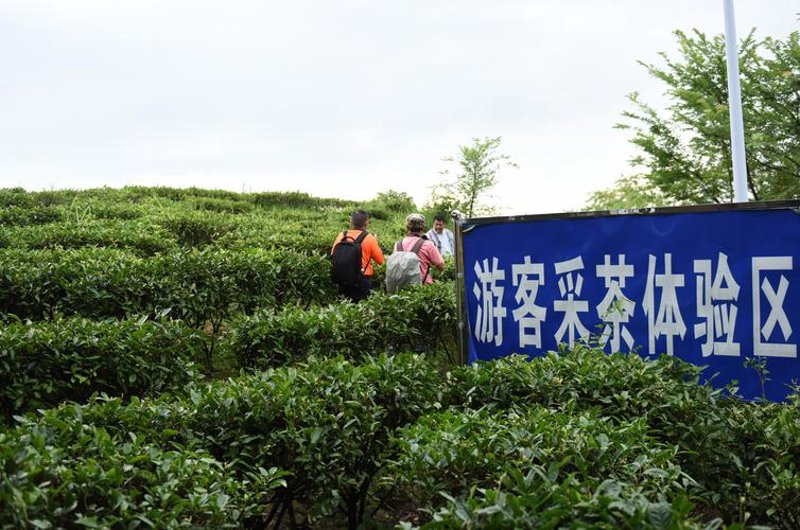 黑茶批发行业的趋势与机遇