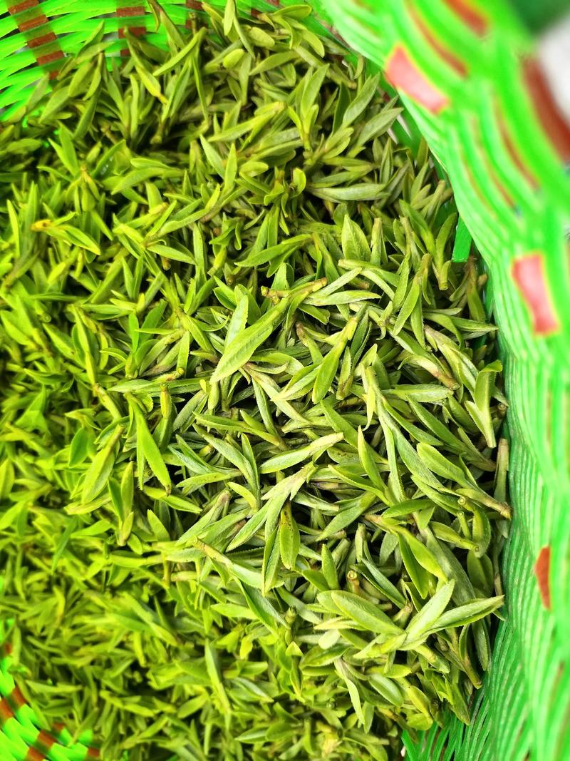 老青茶